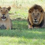 Lion refuses to move until his ranger strokes his mane | Daily Mail Online