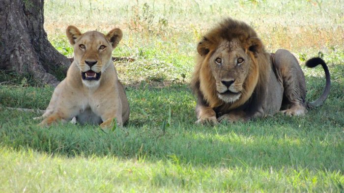 Lion refuses to move until his ranger strokes his mane | Daily Mail Online